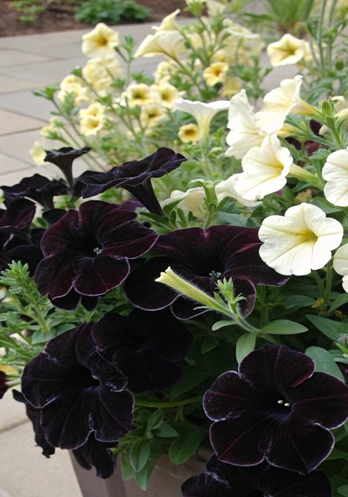 15 Unique Gothic Plants You’ll Want to Own